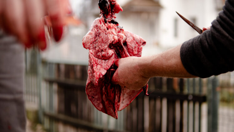 Exploring Romania’s Rich Cultural Heritage: A fascinating insight into the ancient tradition of pig slaughtering during the winter holidays